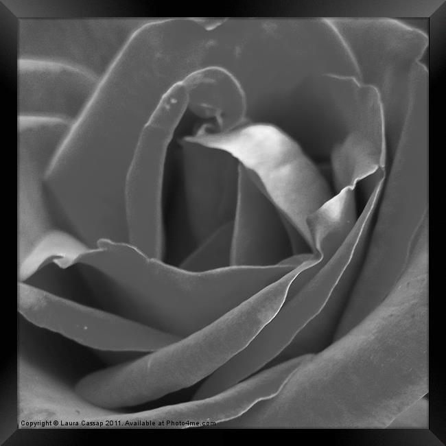 Silver Rose Framed Print by Laura Cassap
