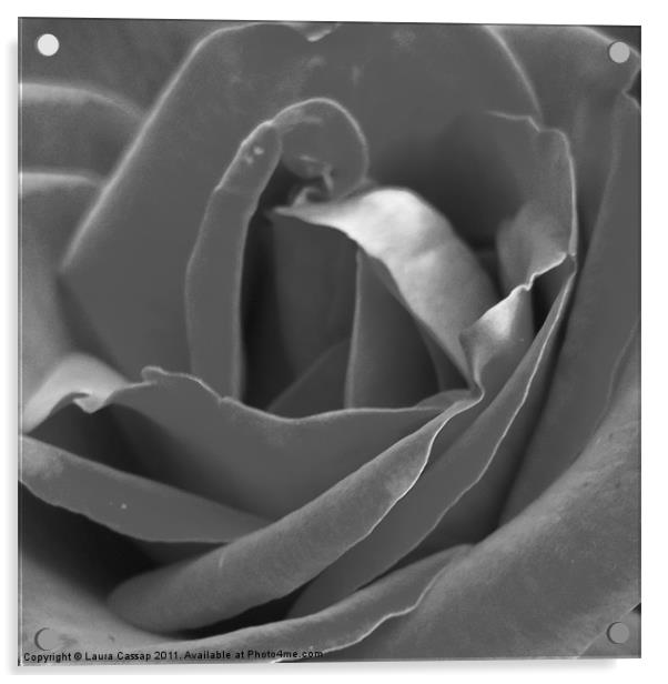 Silver Rose Acrylic by Laura Cassap