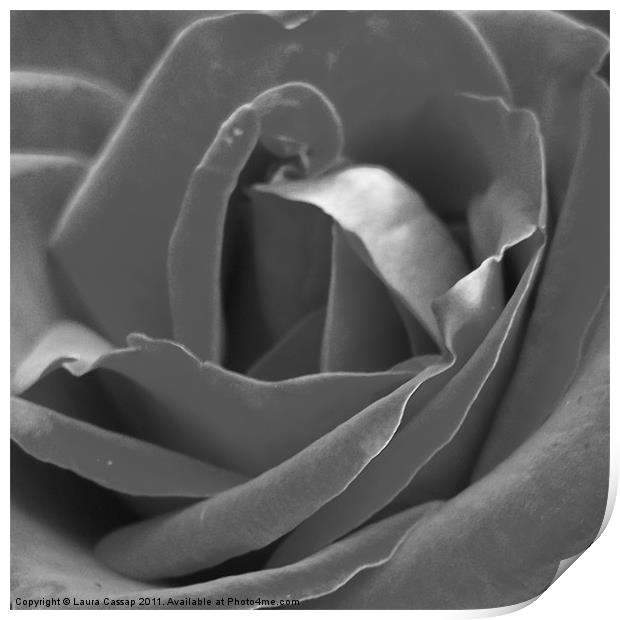 Silver Rose Print by Laura Cassap