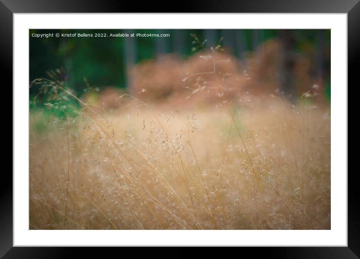 Close-up of Deschampsia flexuosa, commonly known as wavy hair-grass. Framed Mounted Print by Kristof Bellens