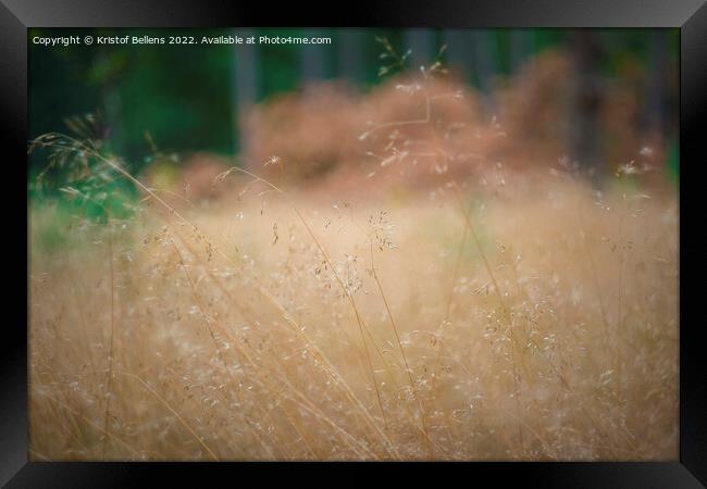 Close-up of Deschampsia flexuosa, commonly known as wavy hair-grass. Framed Print by Kristof Bellens