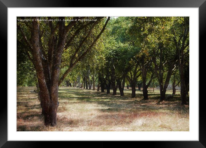 Lined Up Framed Mounted Print by Christine Lake