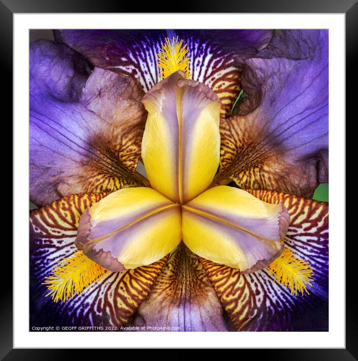 Iris Framed Mounted Print by GEOFF GRIFFITHS