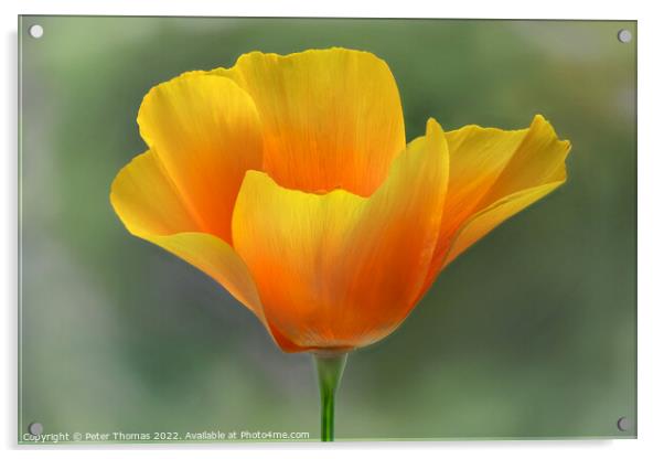 Vibrant California Poppy Acrylic by Peter Thomas
