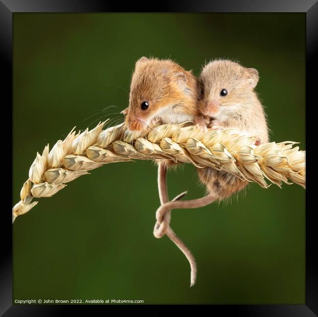 Harvest mice  Framed Print by John Brown