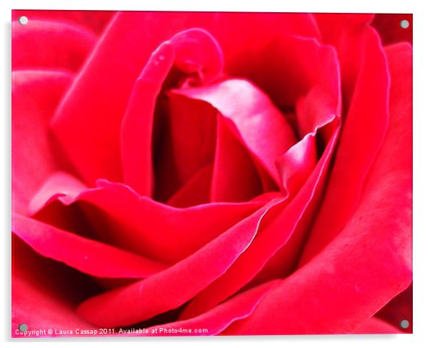 Heart of the Rose Acrylic by Laura Cassap