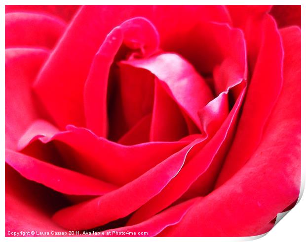 Heart of the Rose Print by Laura Cassap