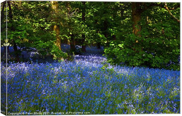 Bluebells Galore in the Woods Canvas Print by Peter Blunn
