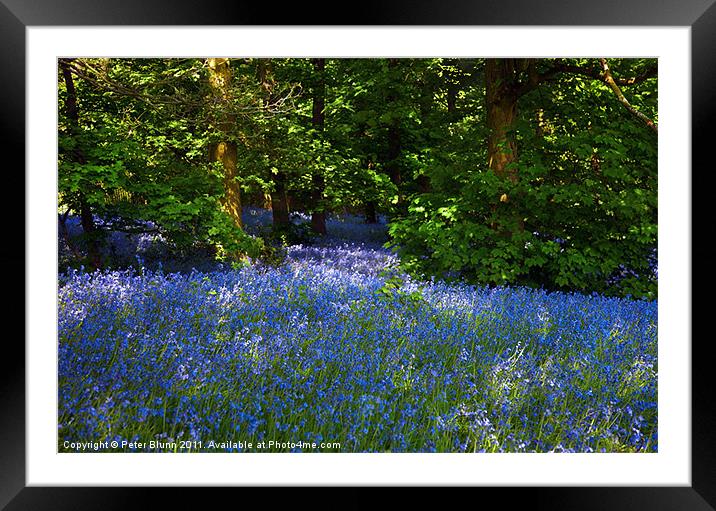 Bluebells Galore in the Woods Framed Mounted Print by Peter Blunn