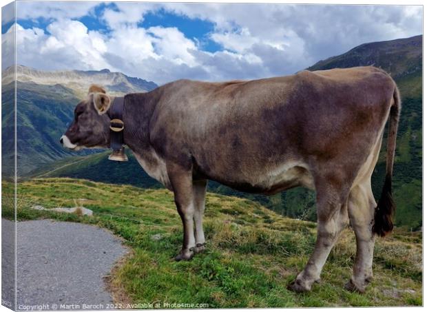 Swiss Alpine cow Canvas Print by Martin Baroch