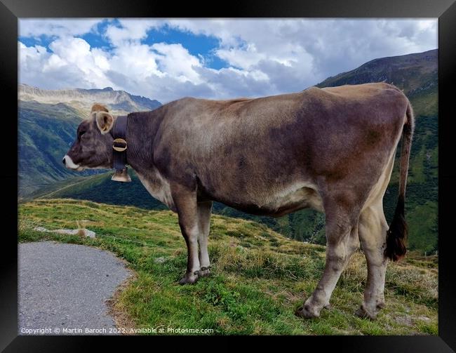 Swiss Alpine cow Framed Print by Martin Baroch