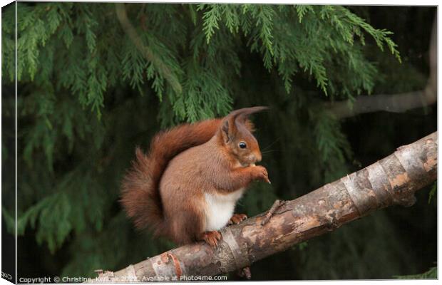 Red Squirrel Eating a Nut Canvas Print by Christine Kerioak