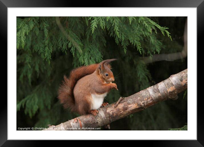 Red Squirrel Eating a Nut Framed Mounted Print by Christine Kerioak