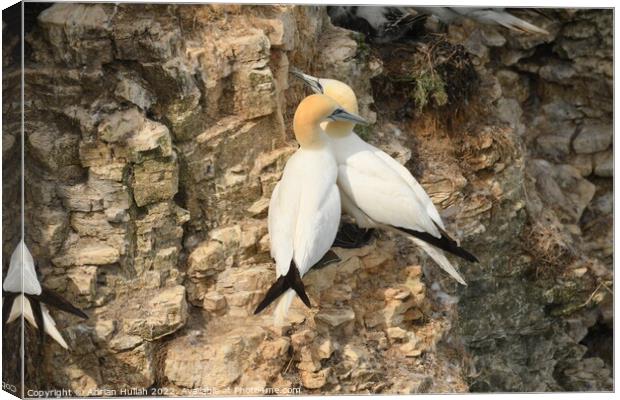 Gannet birds in cliffs  Canvas Print by Adrian Hullah