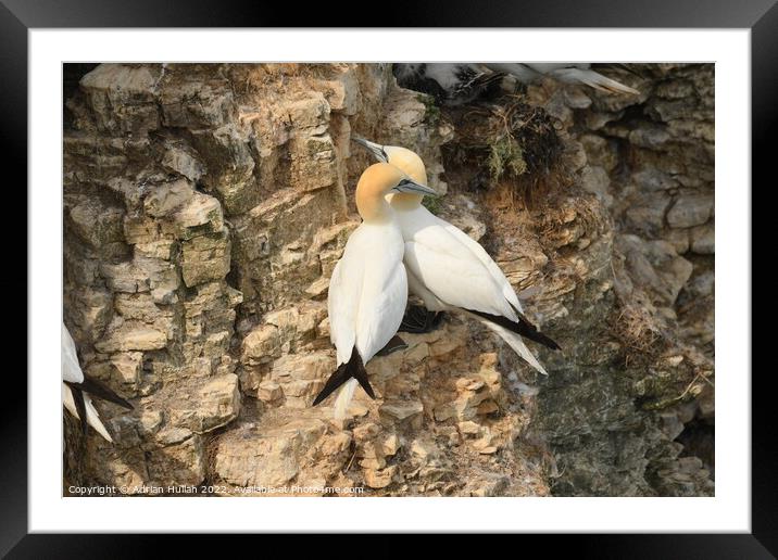 Gannet birds in cliffs  Framed Mounted Print by Adrian Hullah