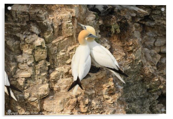 Gannet birds in cliffs  Acrylic by Adrian Hullah