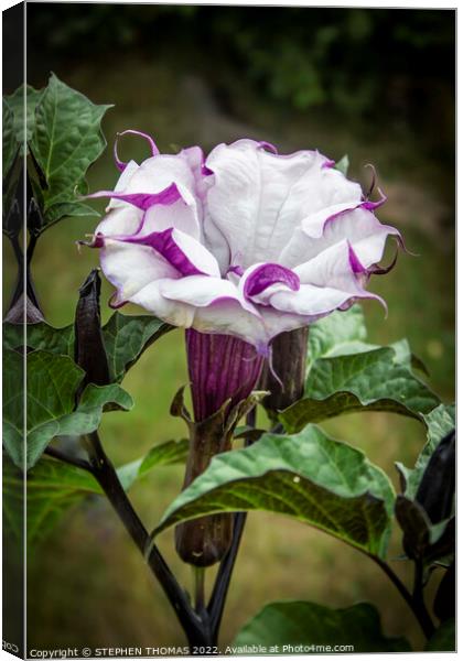 Purple and White Datura Metel Canvas Print by STEPHEN THOMAS