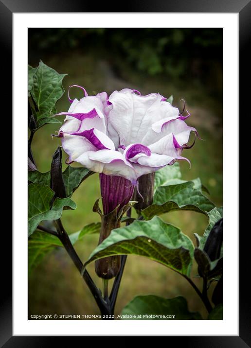 Purple and White Datura Metel Framed Mounted Print by STEPHEN THOMAS