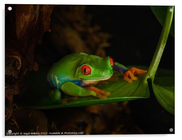 Red-Eyed Tree Frog Acrylic by Nigel Wilkins