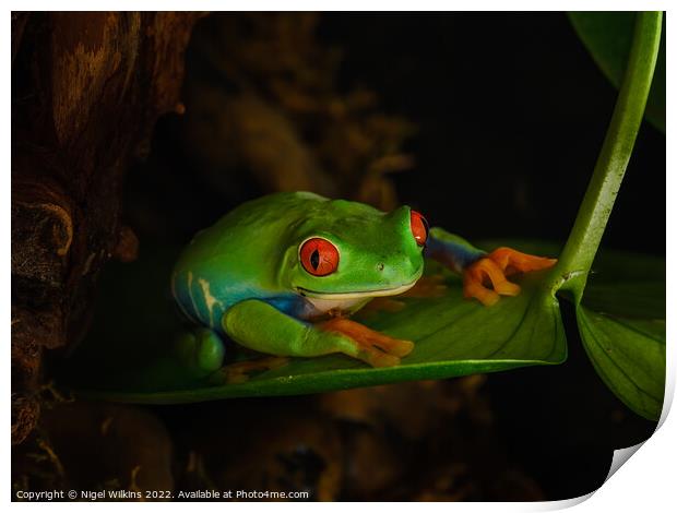 Red-Eyed Tree Frog Print by Nigel Wilkins