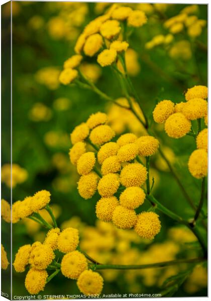 Tansy Flowers Canvas Print by STEPHEN THOMAS