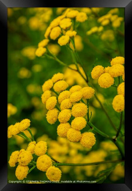 Tansy Flowers Framed Print by STEPHEN THOMAS