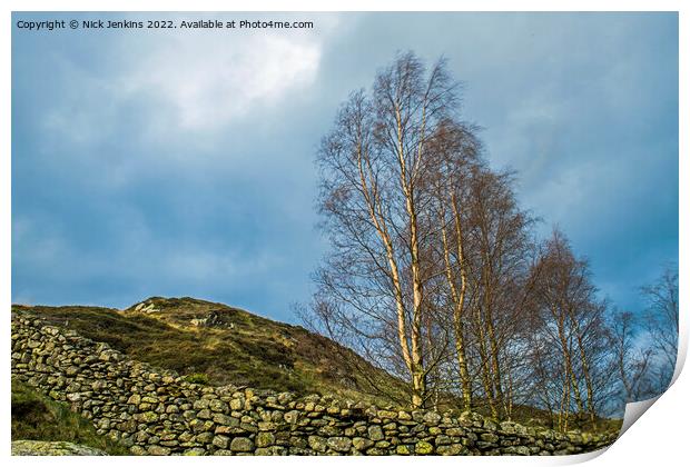 Silver Birch Trees and Drystone Walling Watendlath  Print by Nick Jenkins