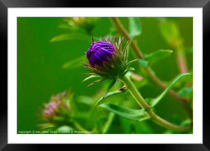 "Blooming Beauty" Framed Mounted Print by Ken Oliver