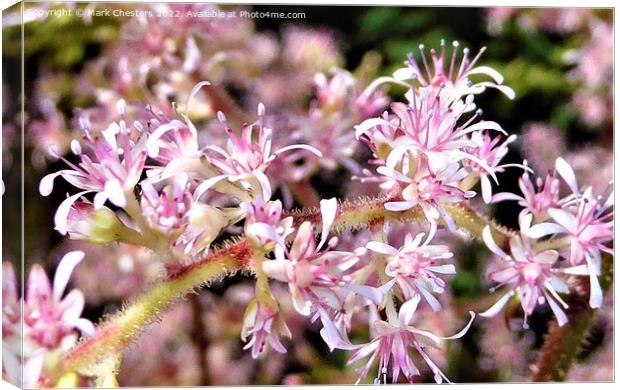 Enchanting Astilbe Bloom Canvas Print by Mark Chesters