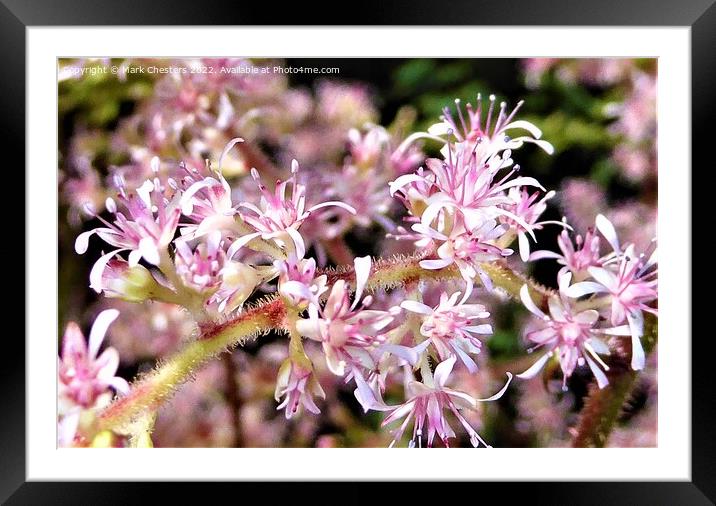 Enchanting Astilbe Bloom Framed Mounted Print by Mark Chesters
