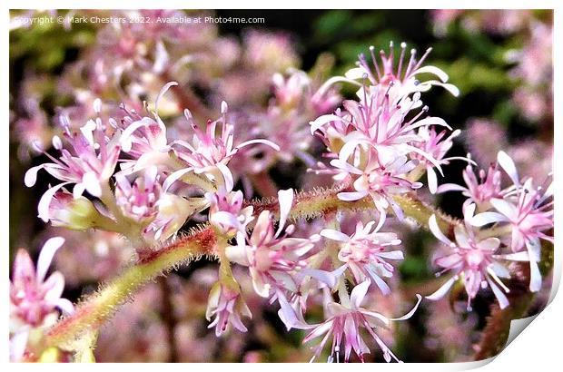 Enchanting Astilbe Bloom Print by Mark Chesters