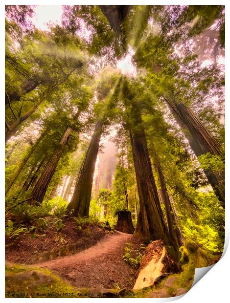  California Redwoods in the fog. Print by Sam Norris