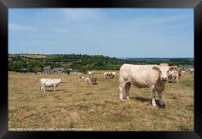 Cows at Low Ham Framed Print by Rob Hawkins