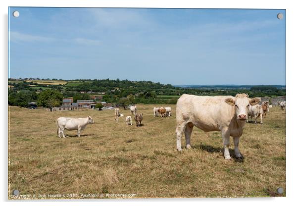 Cows at Low Ham Acrylic by Rob Hawkins