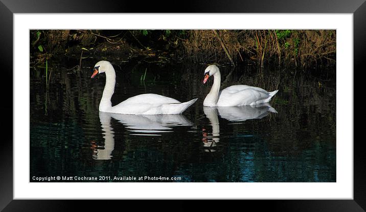 River Swans Framed Mounted Print by Matt Cochrane