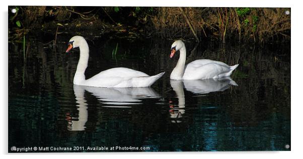 River Swans Acrylic by Matt Cochrane