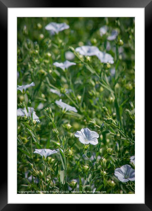 Flax Flowers Framed Mounted Print by STEPHEN THOMAS