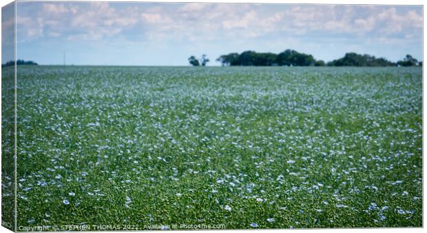 A Field of Flax in Flower Canvas Print by STEPHEN THOMAS