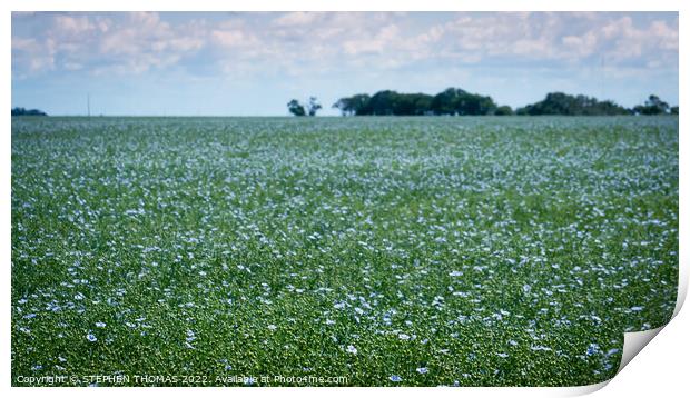 A Field of Flax in Flower Print by STEPHEN THOMAS