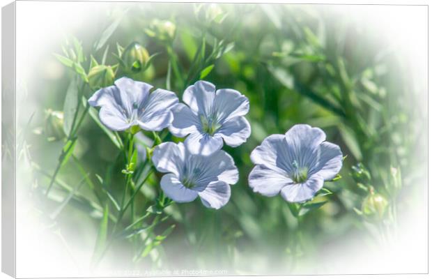 Four Flax Flowers in a field of flax. Canvas Print by STEPHEN THOMAS