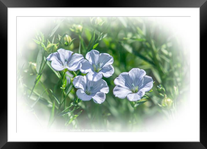 Four Flax Flowers in a field of flax. Framed Mounted Print by STEPHEN THOMAS
