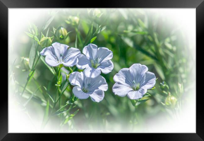 Four Flax Flowers in a field of flax. Framed Print by STEPHEN THOMAS