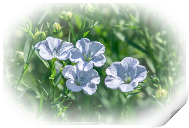 Four Flax Flowers in a field of flax. Print by STEPHEN THOMAS