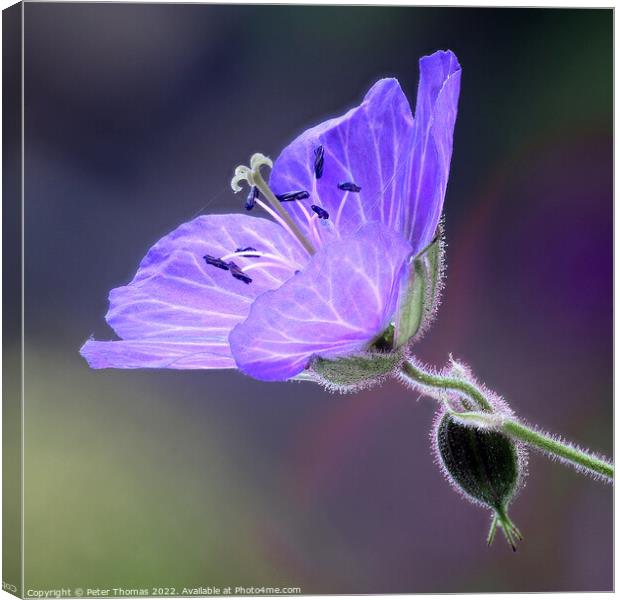 Vibrant Blue Meadow Cranesbill Canvas Print by Peter Thomas
