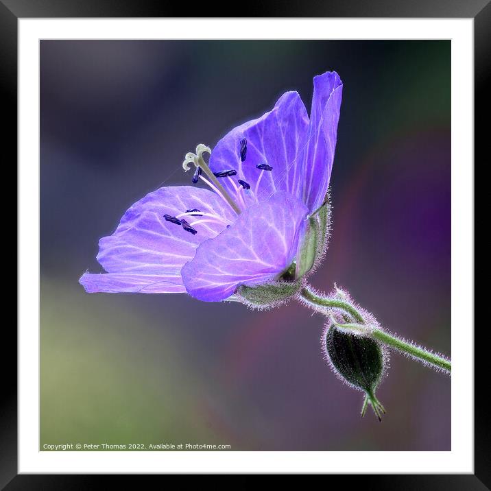 Vibrant Blue Meadow Cranesbill Framed Mounted Print by Peter Thomas