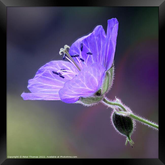 Vibrant Blue Meadow Cranesbill Framed Print by Peter Thomas