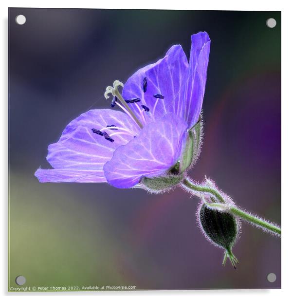 Vibrant Blue Meadow Cranesbill Acrylic by Peter Thomas