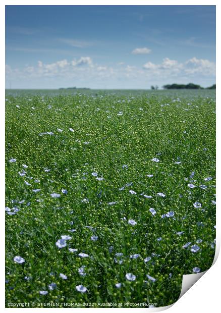 A Field of Flowering Flax I Photographed Print by STEPHEN THOMAS