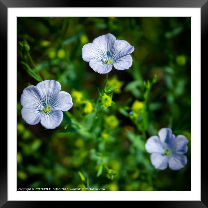 Three Flax Blossoms Framed Mounted Print by STEPHEN THOMAS