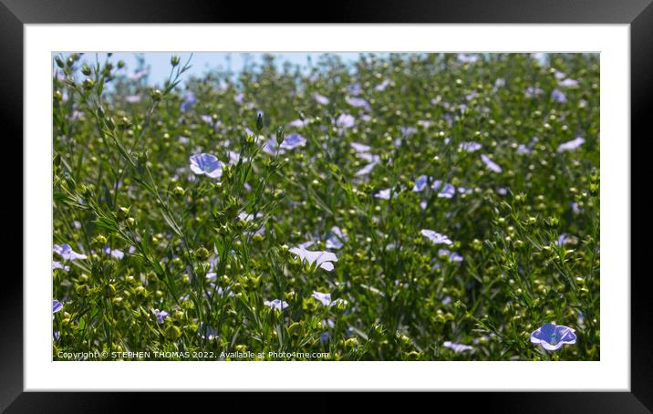 Fabulous Flowering Flax Framed Mounted Print by STEPHEN THOMAS